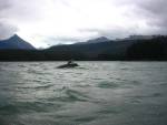 180-Whales 2.jpg